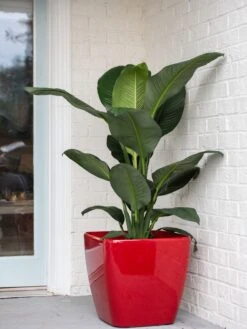 Viva Square Self-Watering Rolling Planter, 20" Diameter, Set Of 2 -Bloomgear Garden Shop 3 4 crop 8612930 0032 tif