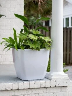 Viva Square Self-Watering Rolling Planter, 20" Diameter, Set Of 2 -Bloomgear Garden Shop 3 4 crop 8612930 0033 tif