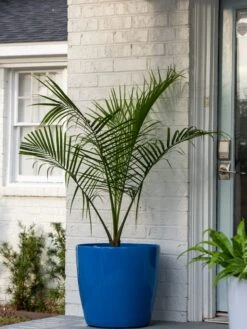 Viva Round Self-Watering Rolling Planter, 20" Diameter, Set Of 2 -Bloomgear Garden Shop 3 4 crop 8612933 0024 tif