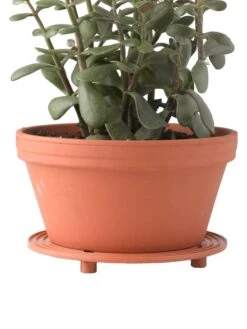 Bloomgear Garden Shop -Bloomgear Garden Shop 8586907 014 tif