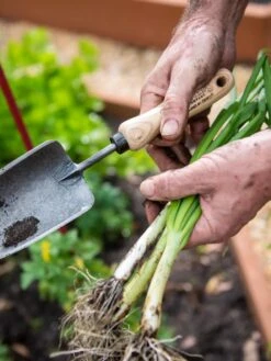 Gardener's Lifetime Trowel -Bloomgear Garden Shop 8586972 3286 tif
