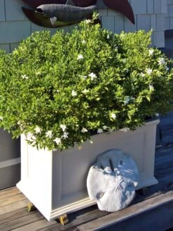 Fairfield Self-Watering Patio Planters, 20” X 36” -Bloomgear Garden Shop 8588417 208V tif