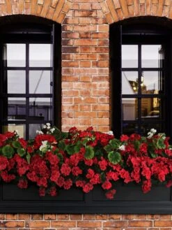 Fairfield Self-Watering Window Box, 5’ -Bloomgear Garden Shop 8588938 102V tif