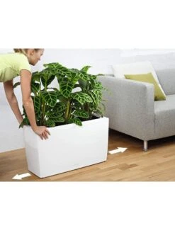 Lechuza® Cararo Rectangular Indoor Planter With Casters 8 Lechuza® Cararo Rectangular Indoor Planter With Casters -Bloomgear Garden Shop 8590295 03v