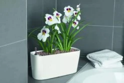 Lechuza® Delta Self-Watering Windowsill Planters -Bloomgear Garden Shop 8590298 01V tif