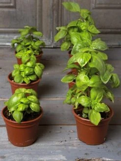 Organic Self-Watering Potting Mix, 20 Qts. -Bloomgear Garden Shop 8592212 3979 001E tif 3