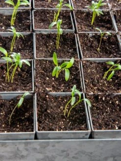 Seed Starting Mix, 9 Qts. 10 Seed Starting Mix, 9 Qts. -Bloomgear Garden Shop 8592212 6177