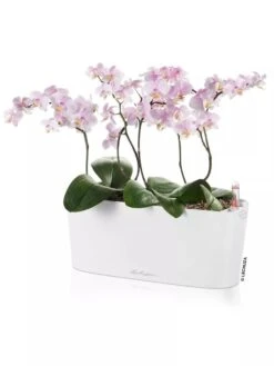 Lechuza® Delta Self-Watering Windowsill Planters -Bloomgear Garden Shop 8592361 02V tif