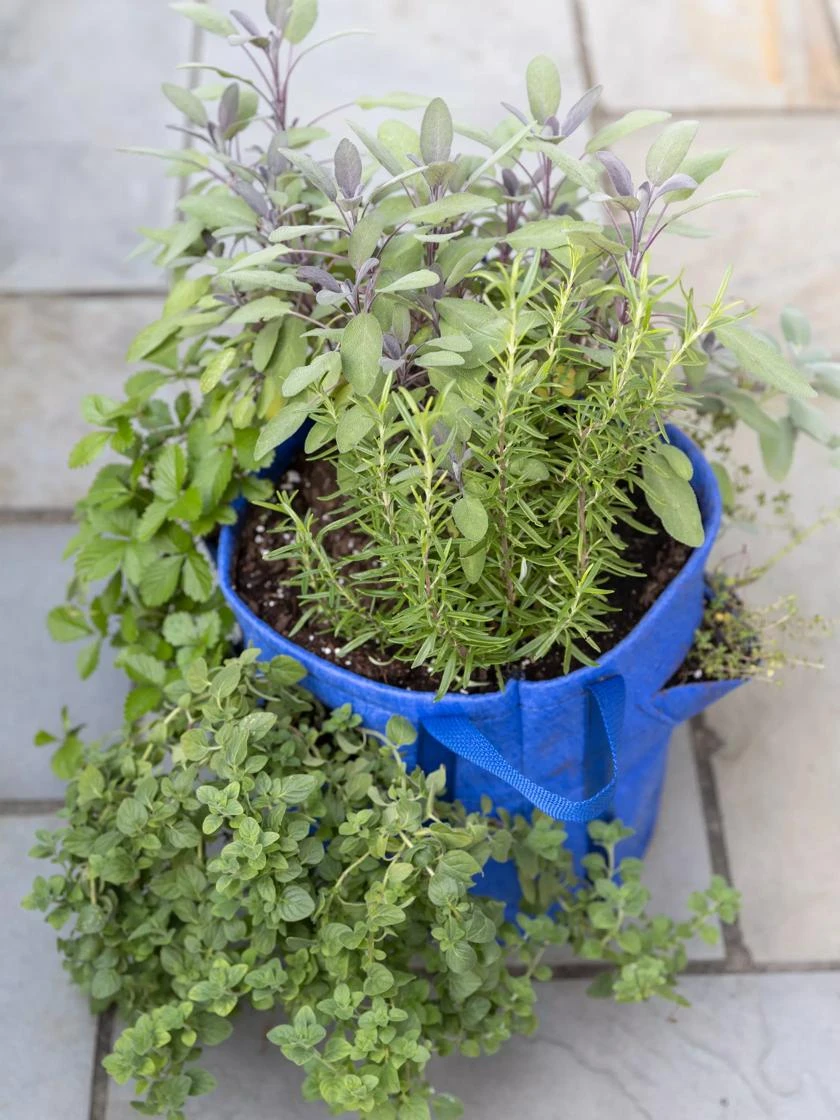 Gardener’s Best® Strawberry And Herb Grow Bag 2 Gardener’s Best® Strawberry And Herb Grow Bag - Image 2