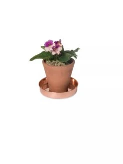 Extra Small Round Copper Plant Tray, 8" 10 Extra Small Round Copper Plant Tray, 8" -Bloomgear Garden Shop 8593528 2922 tif