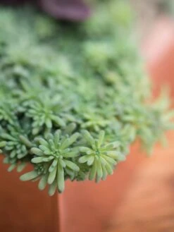 Tall Rectangular Copper Plant Tray, 18" X 5" X 4" 7 Tall Rectangular Copper Plant Tray, 18" X 5" X 4" -Bloomgear Garden Shop 8593534 4601 tif