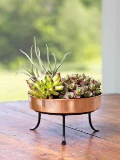 Extra Small Round Copper Plant Tray, 8" 13 Extra Small Round Copper Plant Tray, 8" -Bloomgear Garden Shop 8593564 4641 001E tif