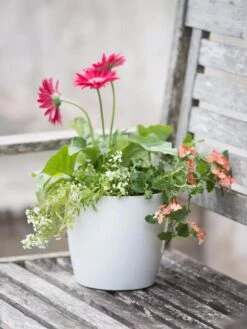 Viva Round Self-Watering Planter, 7" Diameter -Bloomgear Garden Shop 8595222 1139 tif