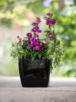 Viva Square Self-Watering Planter, 7" Diameter -Bloomgear Garden Shop 8595223 1107 tif