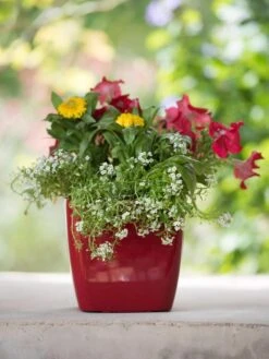 Viva Square Self-Watering Planter, 7" Diameter -Bloomgear Garden Shop 8595223 1111 tif