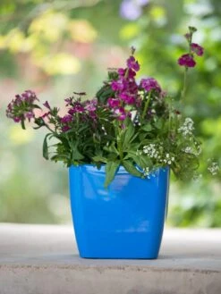 Viva Square Self-Watering Planter, 7" Diameter -Bloomgear Garden Shop 8595223 1113 tif