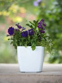 Viva Square Self-Watering Planter, 7" Diameter -Bloomgear Garden Shop 8595223 1118 tif