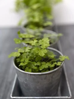 Galvanized Herb Planters With Rectangular Tray -Bloomgear Garden Shop 8595903 advice 1777 tif