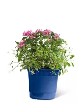 Eezy Gro Self-Watering Planters -Bloomgear Garden Shop 8596425 103 tif