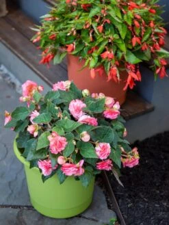 Eezy Gro Self-Watering Planters -Bloomgear Garden Shop 8596427 0034 tif