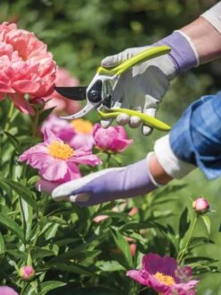 Gardener's Pro Pruner #2 -Bloomgear Garden Shop 8596605 1261 tif