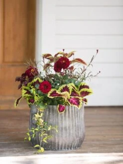 Galvanized Ribbed Planters -Bloomgear Garden Shop 8597435 1693 tif