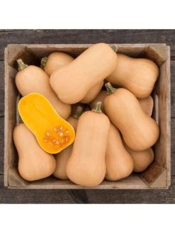 Brulee Butternut Squash Organic Seeds 5 Brulee Butternut Squash Organic Seeds -Bloomgear Garden Shop 8599867 01v