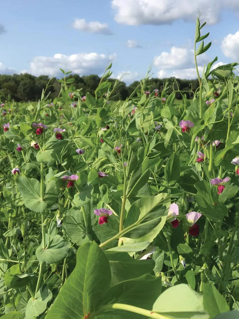 Field Peas, Oats And Vetch Mix Organic Seeds 1 Field Peas, Oats And Vetch Mix Organic Seeds