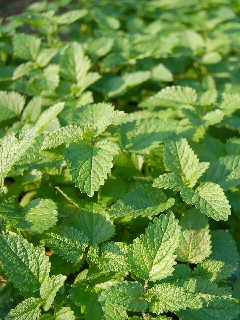 Lemon Balm Organic Seeds 1 Lemon Balm Organic Seeds