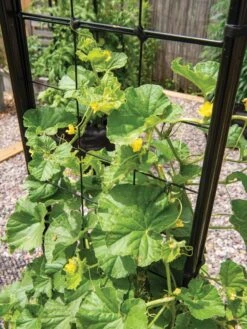 Gardener’s Victory Self-Watering Planter With Vine Trellis -Bloomgear Garden Shop 8600176 6853