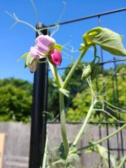 Gardener’s Victory Self-Watering Planter With Vine Trellis -Bloomgear Garden Shop 8600177 6588 tif