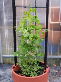 Gardener’s Victory Self-Watering Planter With Vine Trellis -Bloomgear Garden Shop 8600178 5000 tif