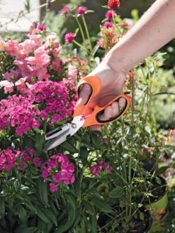 Gardener's Multi Purpose Scissors -Bloomgear Garden Shop 8608655 19551 tif