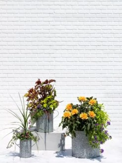 Metal Bucket Planters -Bloomgear Garden Shop 8609085 0852 tif