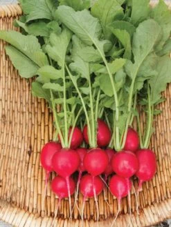 Family Garden Organic Seed Collection, Set Of 7 12 Family Garden Organic Seed Collection, Set Of 7 -Bloomgear Garden Shop 8610262 Cherry Belle Radish 06V tif