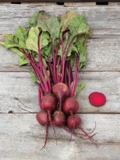 Family Garden Organic Seed Collection, Set Of 7 13 Family Garden Organic Seed Collection, Set Of 7 -Bloomgear Garden Shop 8610262 Detroit Dark Red Beet 03V tif