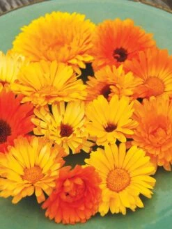 Family Garden Organic Seed Collection, Set Of 7 11 Family Garden Organic Seed Collection, Set Of 7 -Bloomgear Garden Shop 8610262 Pacific Beauty Calendula 07V tif