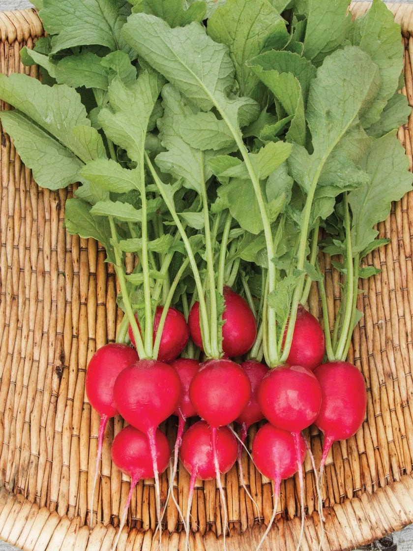 Cherry Belle Radish Organic Seeds 2 Cherry Belle Radish Organic Seeds - Image 2