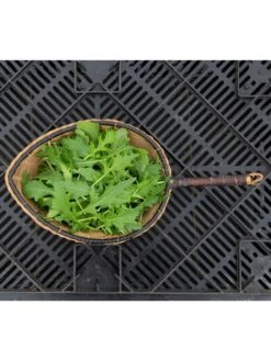 Silk Road Garden Organic Seed Collection, Set Of 6 7 Silk Road Garden Organic Seed Collection, Set Of 6 -Bloomgear Garden Shop 8610264 mizuna babyleaf 01v