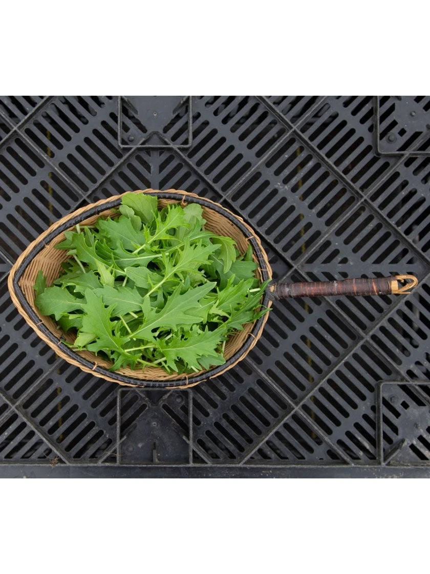 Silk Road Garden Organic Seed Collection, Set Of 6 3 Silk Road Garden Organic Seed Collection, Set Of 6 - Image 3