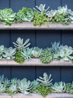 3-Tier Vertical Wall Planter, 3' 9 3-Tier Vertical Wall Planter, 3' -Bloomgear Garden Shop 8611013 055 tif