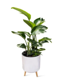 Ava Self-Watering Round Planter -Bloomgear Garden Shop 8612692 0002