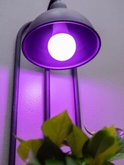 Kira Grow Light Hanging Planter -Bloomgear Garden Shop 8613232 5663