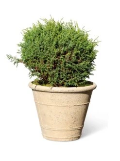 Self-Watering LavaStone® Anson Pot -Bloomgear Garden Shop 8613255 0150
