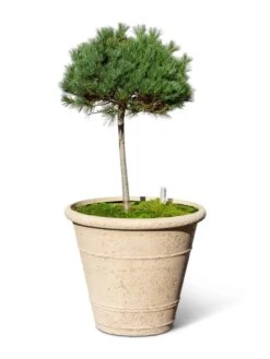 Self-Watering LavaStone® Anson Pot -Bloomgear Garden Shop 8613256 0138