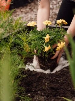 Hortiwool ®, 5 Pad Pack -Bloomgear Garden Shop 8613263 12v 1