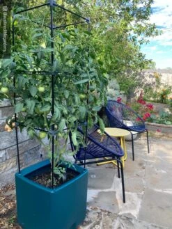 Oasis Self-Watering Tomato Planter With Trellis 16 Oasis Self-Watering Tomato Planter With Trellis -Bloomgear Garden Shop 8613440 01IN