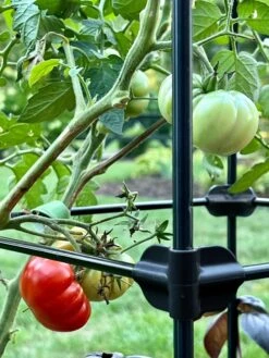 Oasis Self-Watering Tomato Planter With Trellis 15 Oasis Self-Watering Tomato Planter With Trellis -Bloomgear Garden Shop 8613440 01TEST