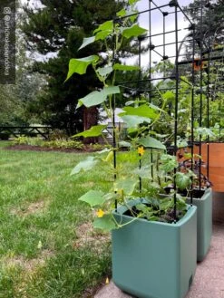 Oasis Self-Watering Tomato Planter With Trellis 17 Oasis Self-Watering Tomato Planter With Trellis -Bloomgear Garden Shop 8613440 02TEST