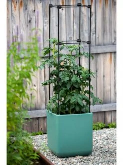 Oasis Self-Watering Tomato Planter With Trellis 14 Oasis Self-Watering Tomato Planter With Trellis -Bloomgear Garden Shop 8613440 0373 3 4